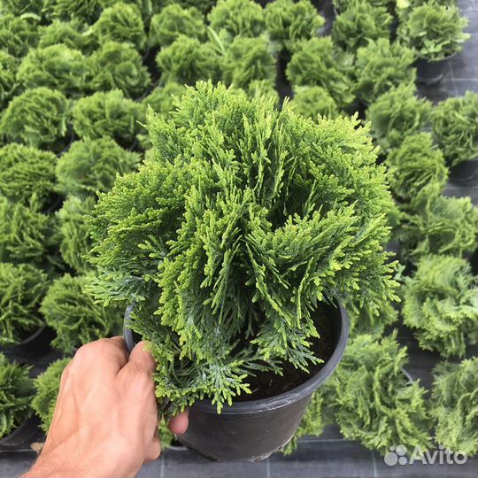 Туя Даника шаровидная