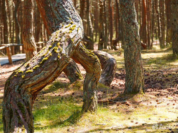 Светлогорск Топ-Экскурсия Из Светлогорска — на Кур