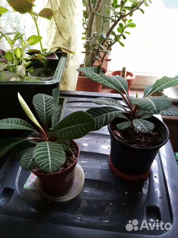 Молочай пальма