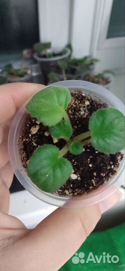 Детки сортовых фиалок