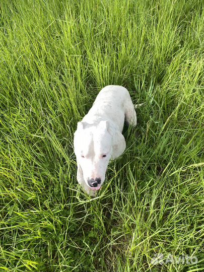 Аргентинский дог вязка