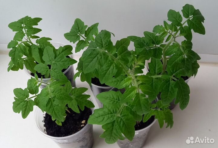 Рассада томатов Балконное чудо