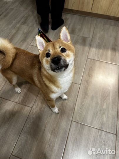 Вязка сиба ину