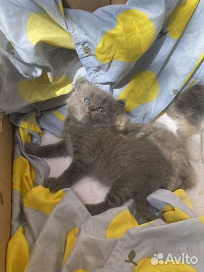 Коты в добрые руки