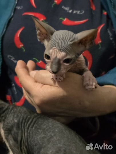 Канадский сфинкс котенок