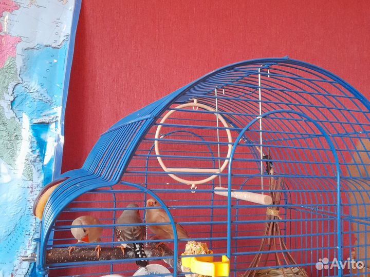 Молодая самка Амадина