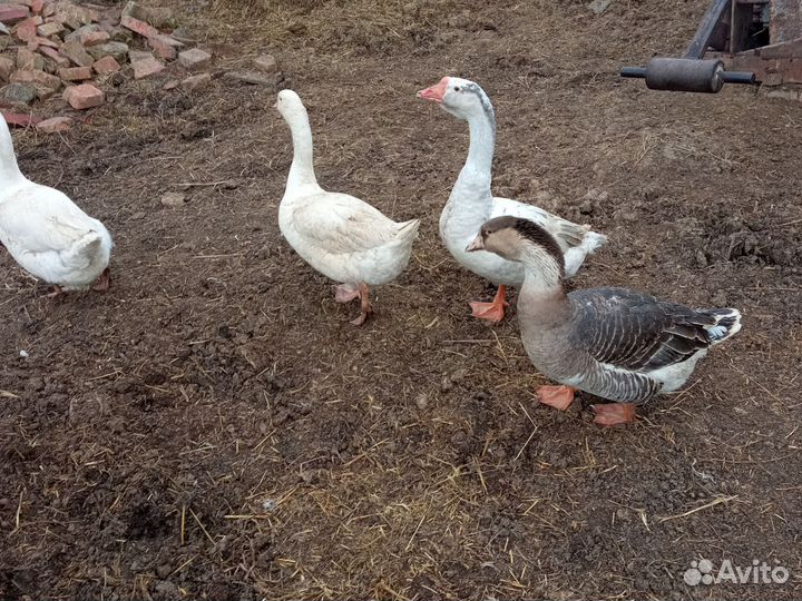 Гуси на племя