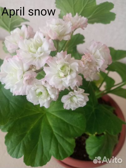 Сортовые пеларгонии