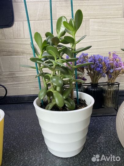 Толстянка (денежное дерево)