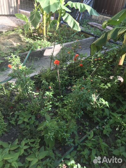 Гранат декоративный