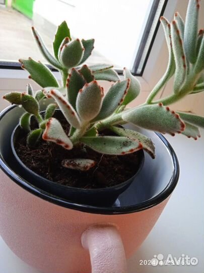 Каланхое войлочное