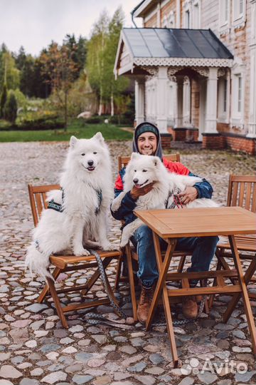 Щенки самоеда (от титулованных родителей )