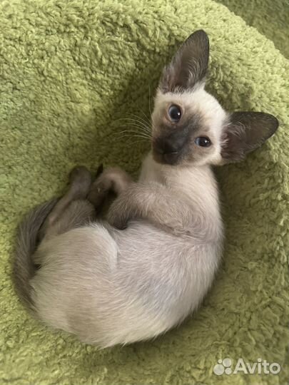 Ориентальные котята