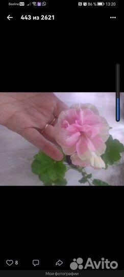 Набор пеларгониий