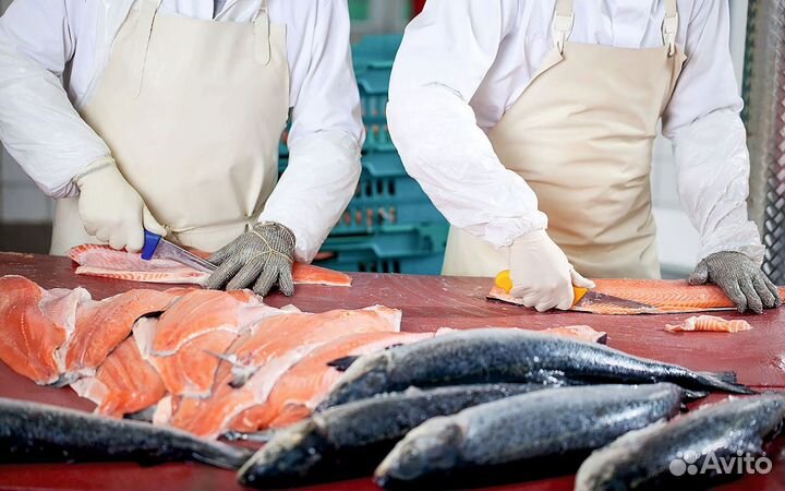 Рыбообработчик