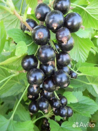 Смородина черная Памяти Потапенко