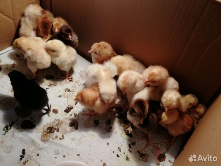 Цыплята от домашних кур несушек