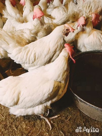 Куры несушки оптом