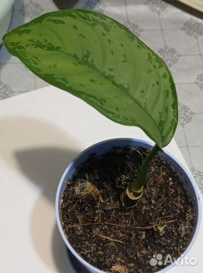 Дифенбахия