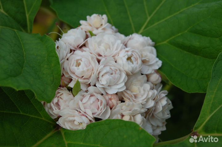 Клеродендрум филиппинский