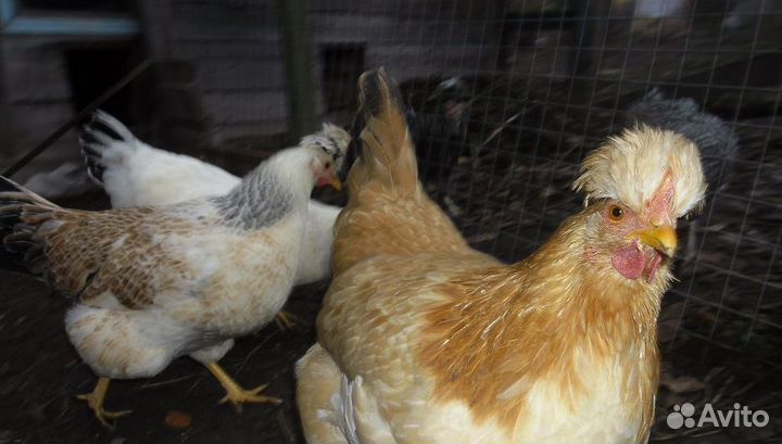 Чешский доминант молодки