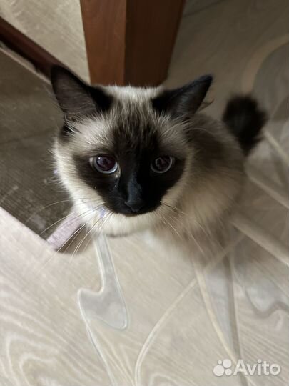 Сиамская кошечка