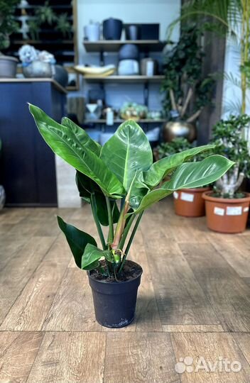 Филодендрон imperial грин