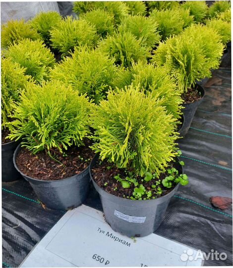 Сосна Ель голубая Кедр Пихта Кедр Туя Можжевельник