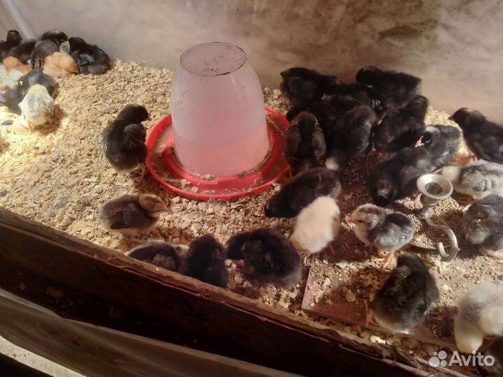 Мясо кур, бройлеров