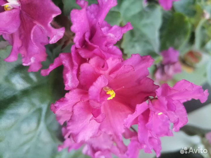 Сортовые фиалки