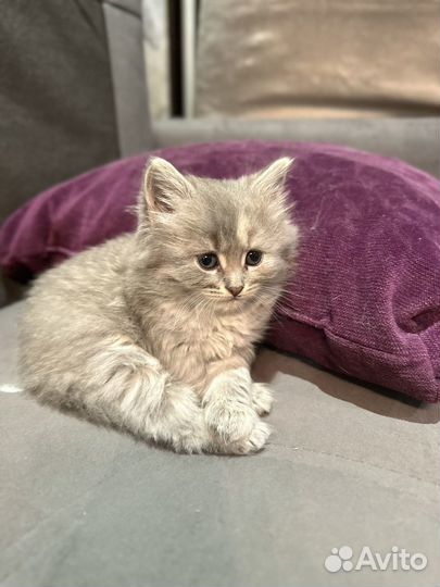 Котята бесплатно