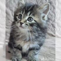 Курильский бобтейл длинношёрстный котёнок, Острогожск