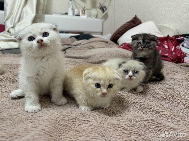 Котята вислоухие