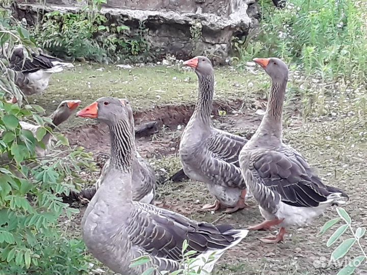Гуси серый крупный своего племенного стада