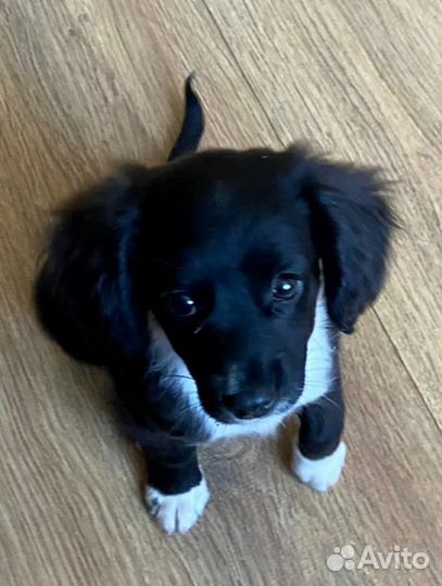 Маленькая собака