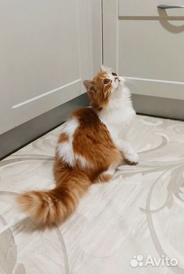 Шотландский котенок