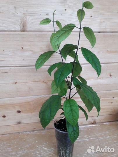 Клеродендрум томпсон