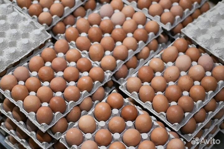 Инкубационное яйцо разное