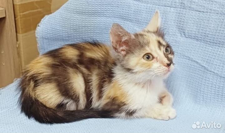 Кошка в дар