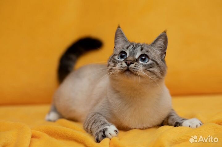 Молодая кошечка Амели