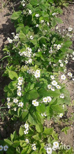 Земляника ананасная усы, клубника кимберли