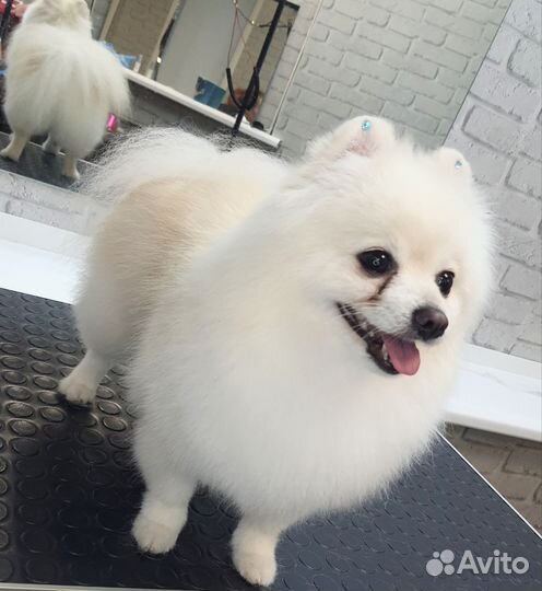 Груминг. Стрижка собак, кошек. Экспресс-линька