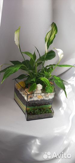 Флорариум Женское счастье