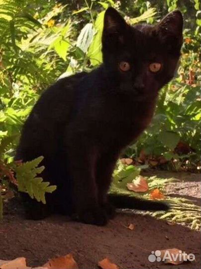 Кошка, котенок, 2.5 месяца