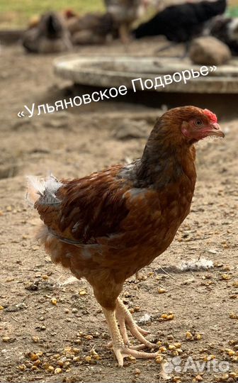 Молодки и молодые петушки