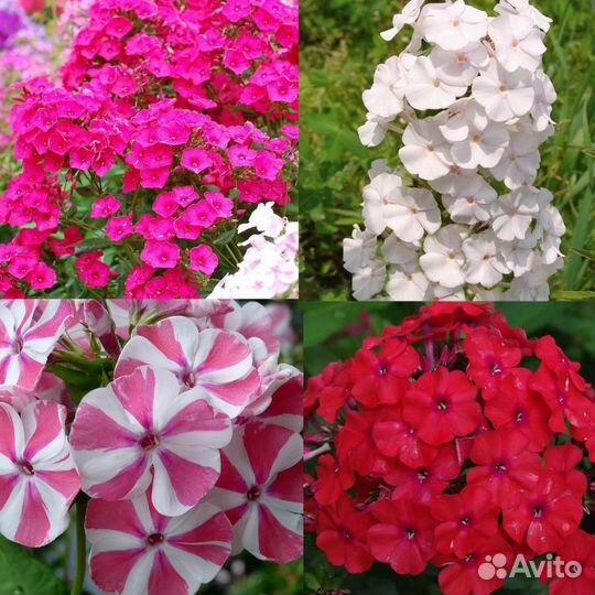 Многолетние цветы для сада