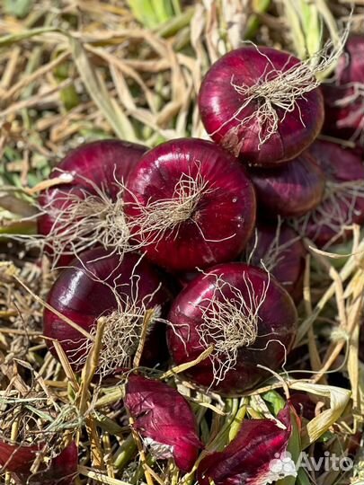 Ялтинский лук напрямую от производителя