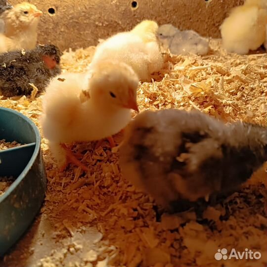 Цыплята суточные, домашние