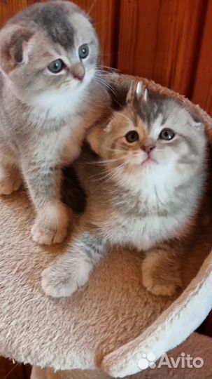 Вислоушки голубое золото