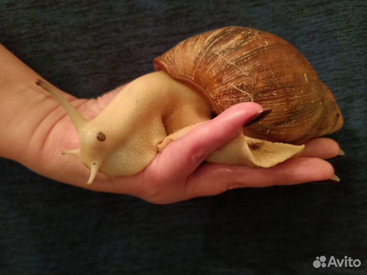 Улитки Архахатины